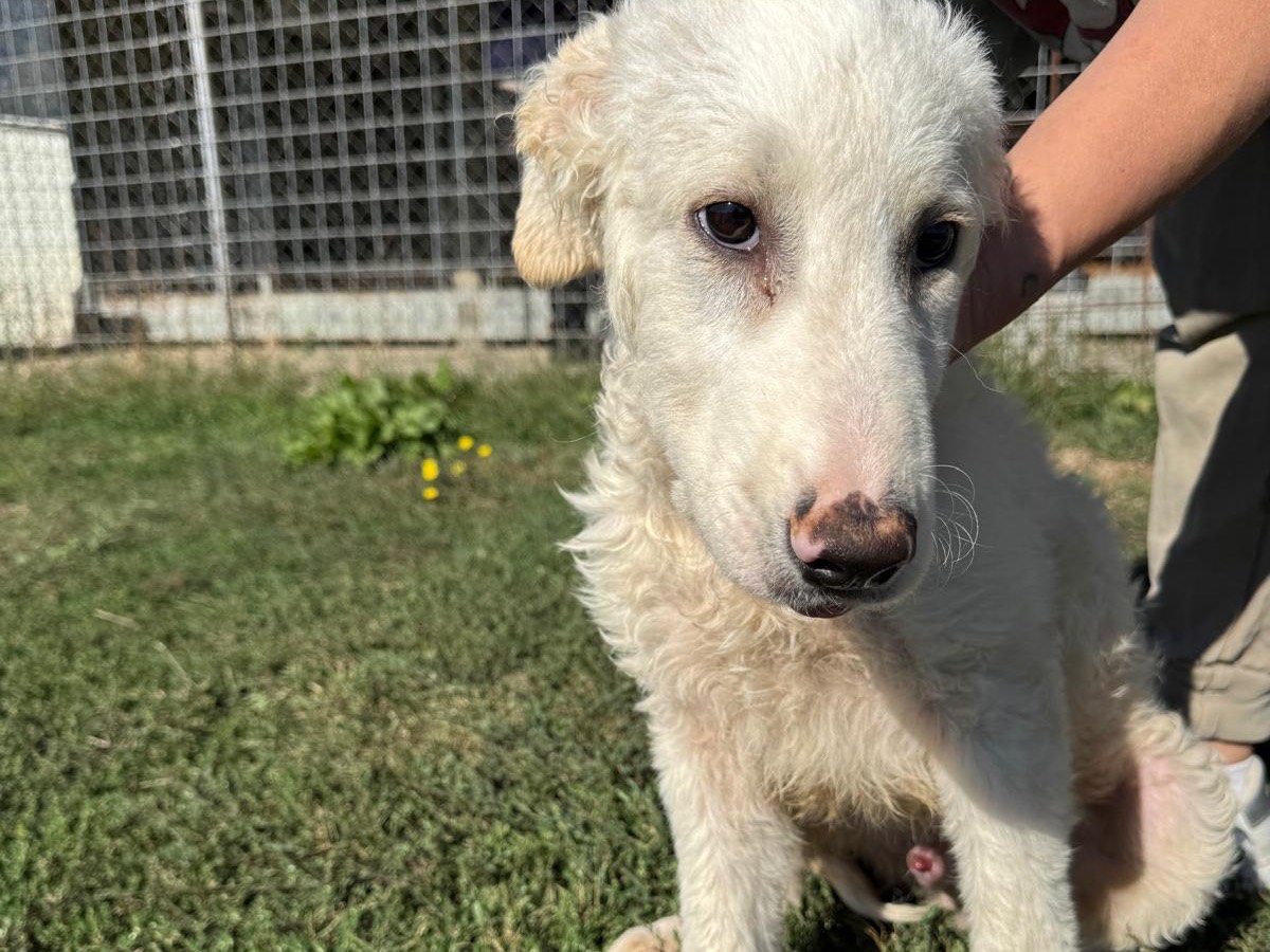 Adotta un cane, maschio, 5 mesi, Frosinone