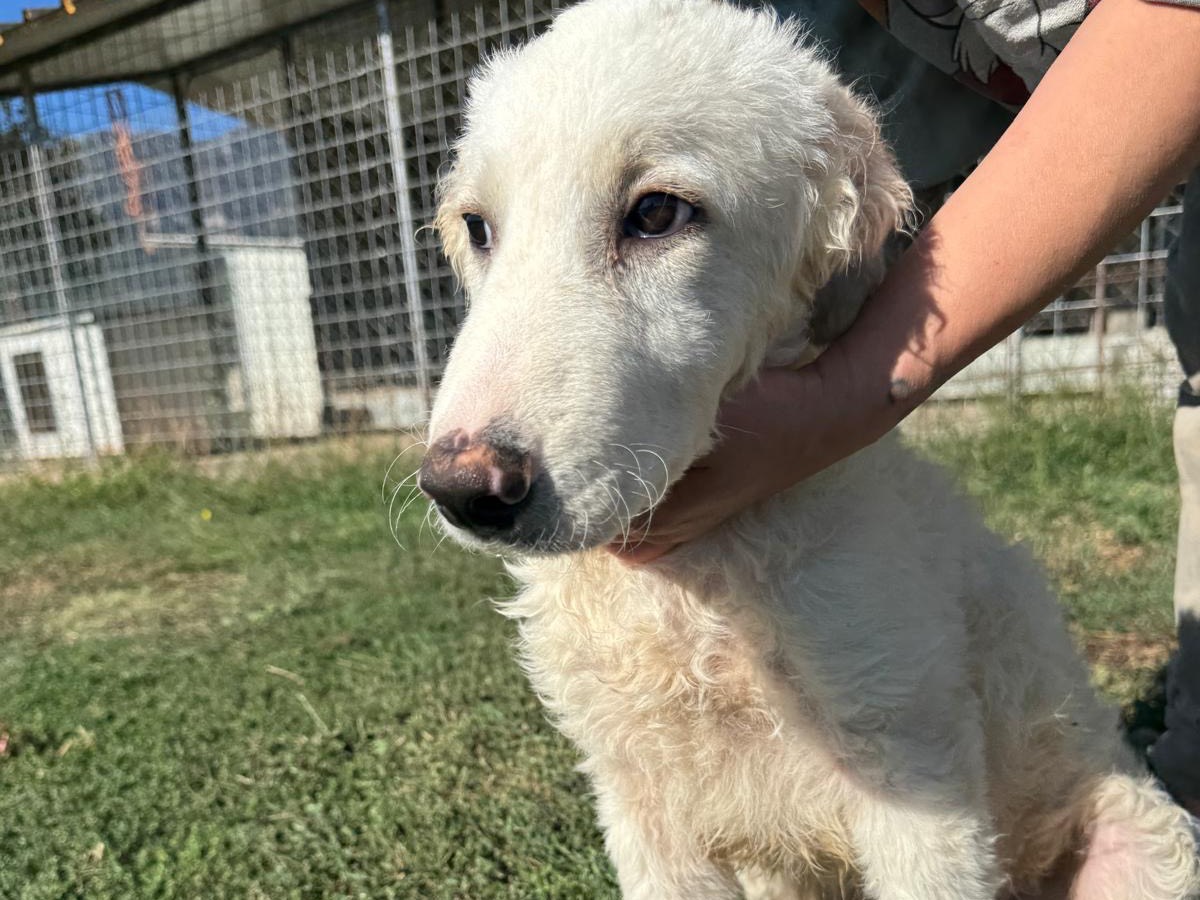 Adotta un cane, taglia grande, maschio, Frosinone