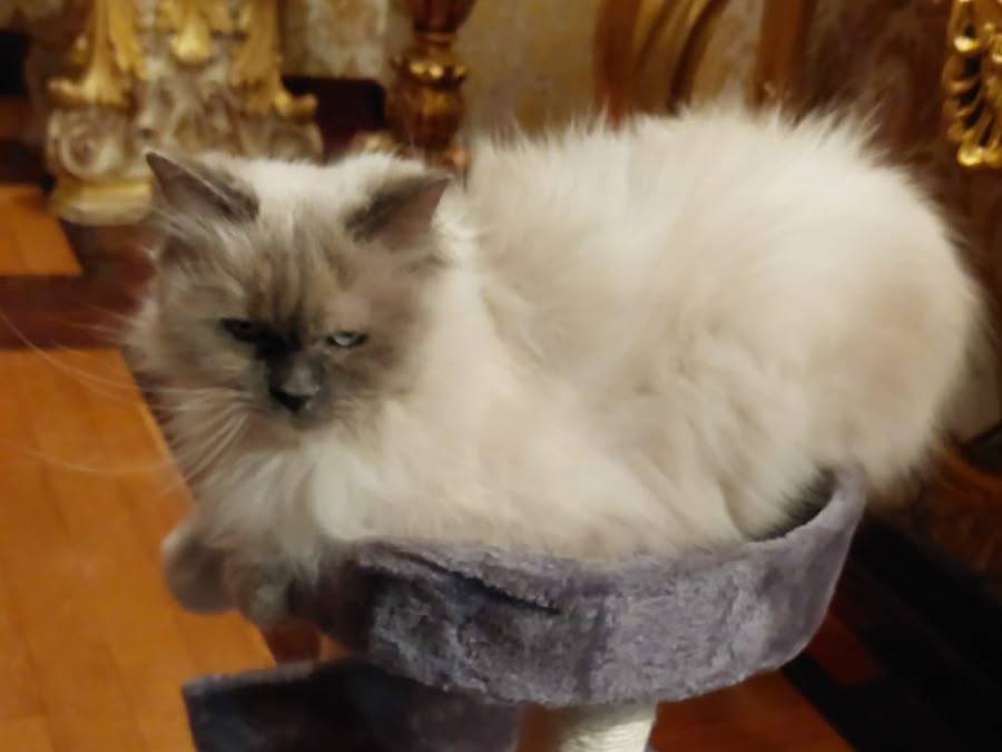 Adotta un gatto, femmina, 9 anni e 11 mesi, Catanzaro