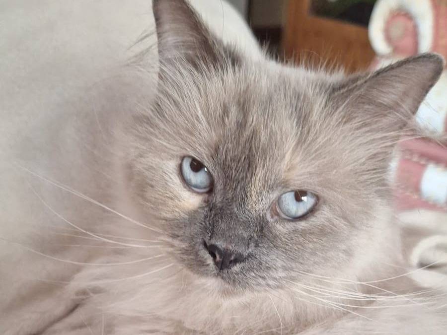 Adozione gatto, femmina, Siberiano Razza sconosciuta, 9 anni e 11 mesi, taglia non valida, Catanzaro