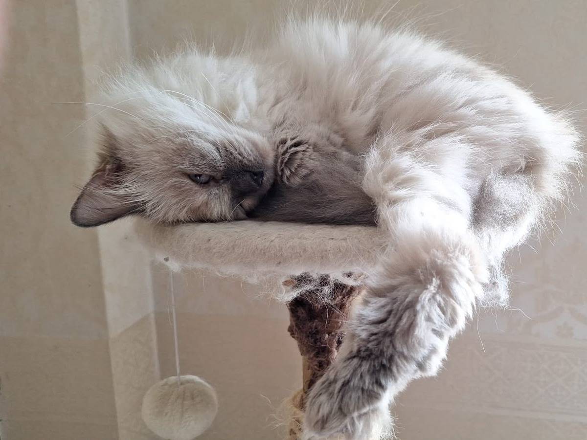 Adotta un gatto, taglia non valida, femmina, Catanzaro