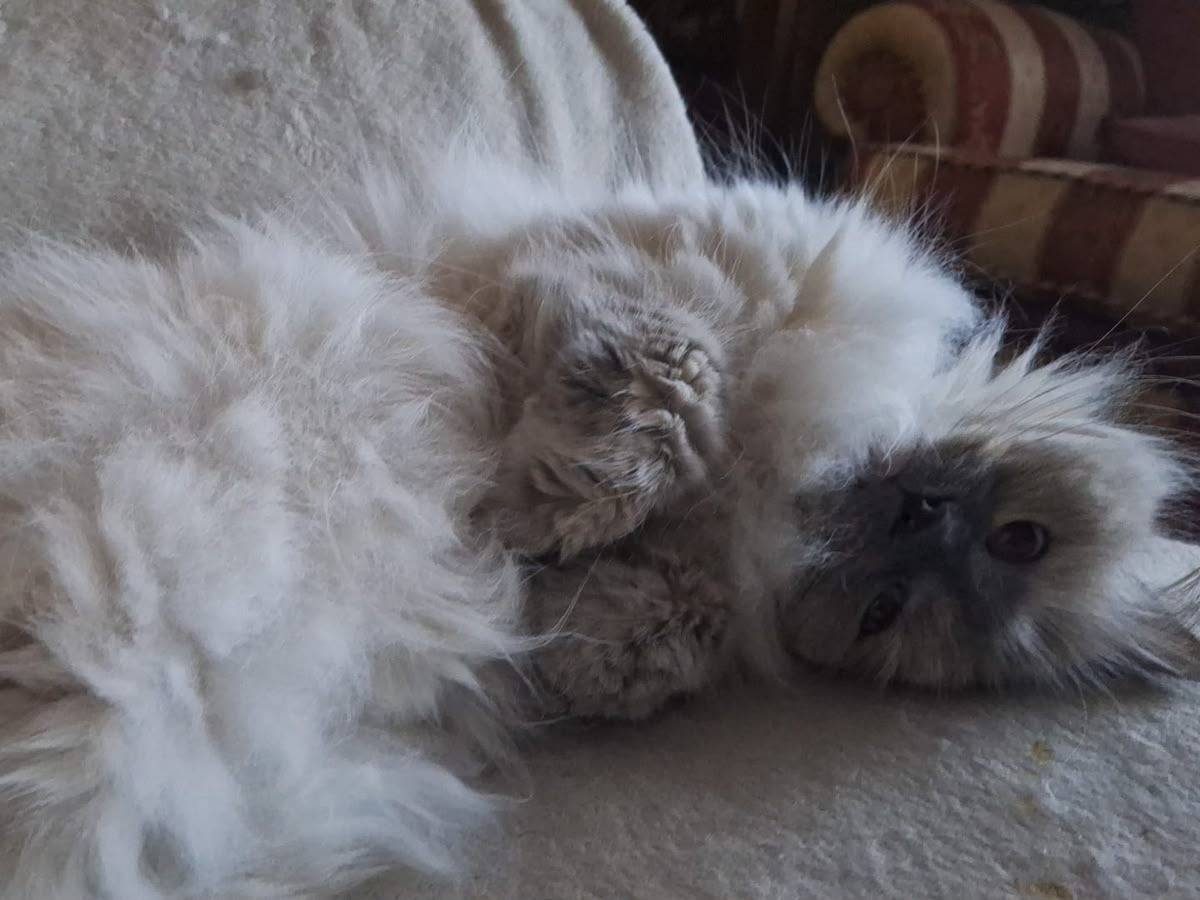 Vuoi adottare un gatto a Catanzaro?
