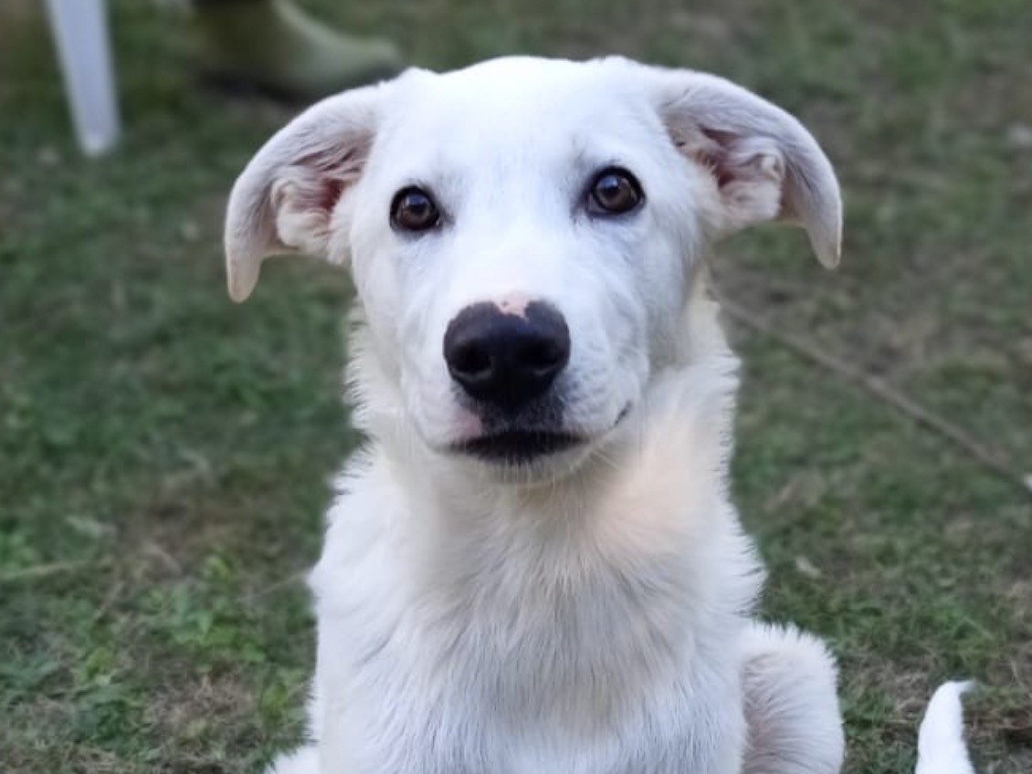 Adozione cane, maschio, Labrador Retriever Razza sconosciuta, 4 mesi, taglia media, Rieti