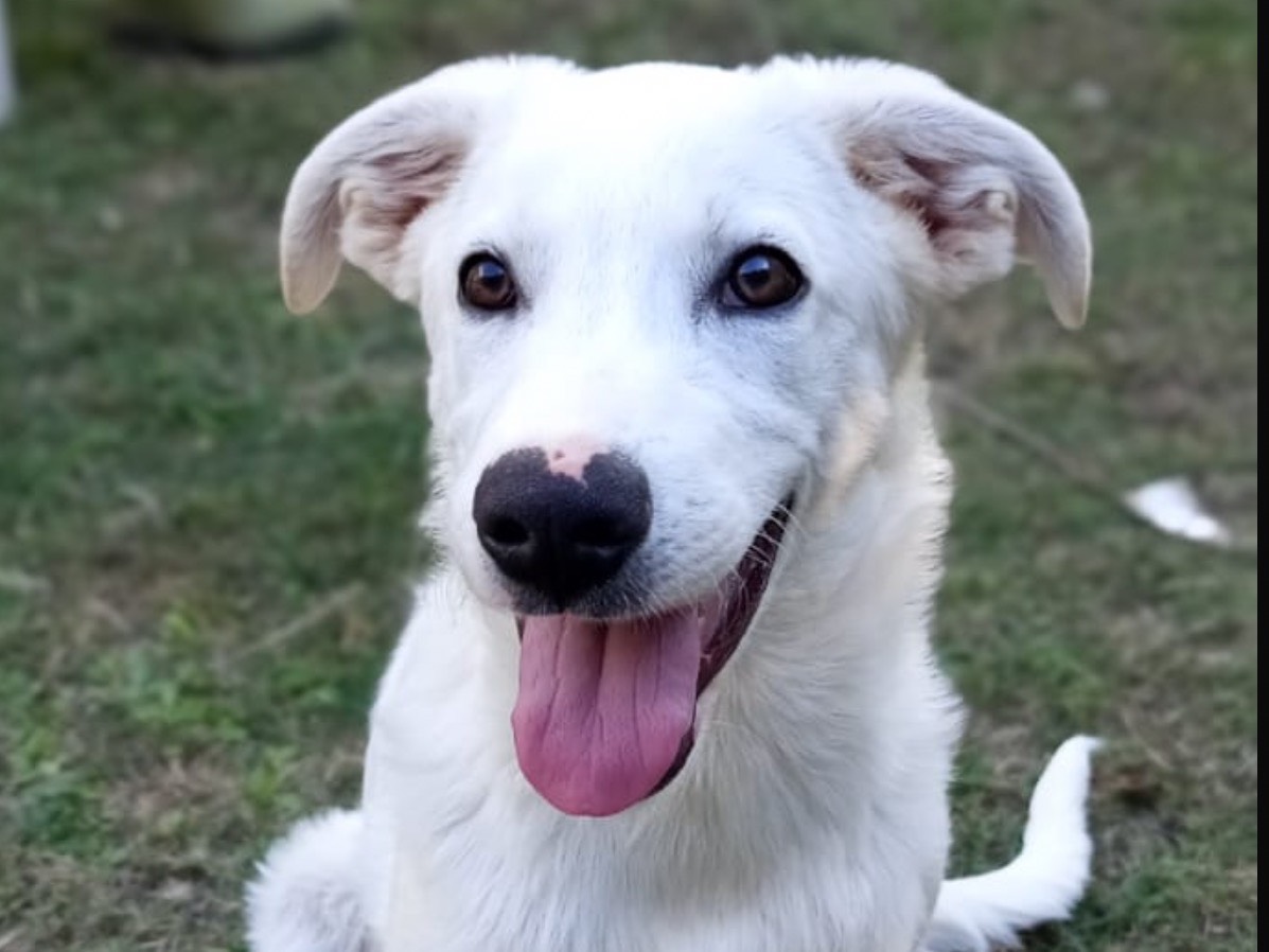 Adotta un cane, maschio, 4 mesi, Rieti