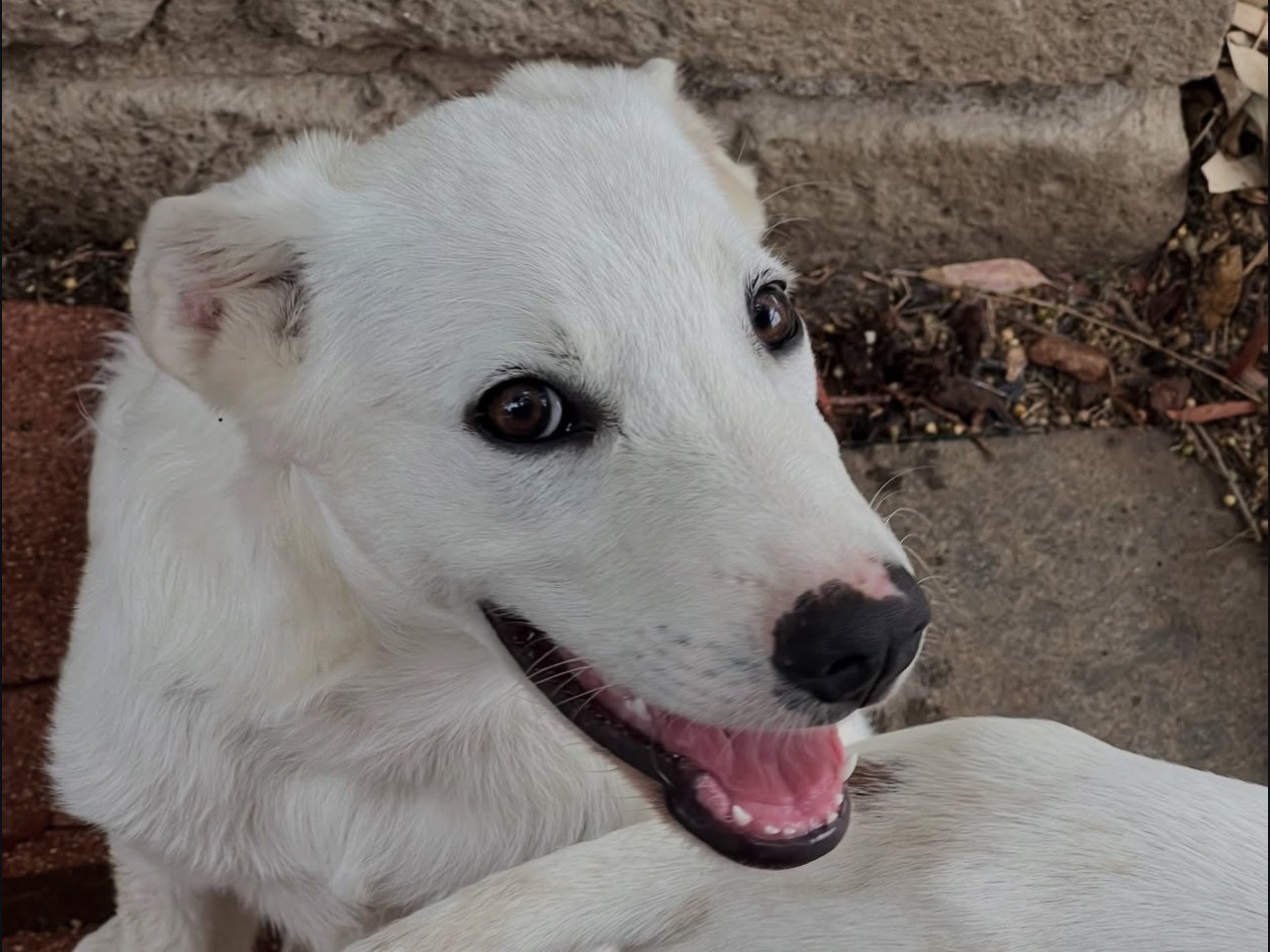 Adotta un cane, taglia media, maschio, Rieti