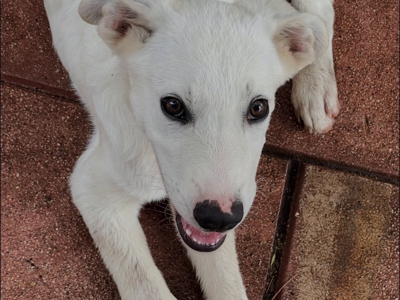 Vuoi adottare un cane a Rieti?
