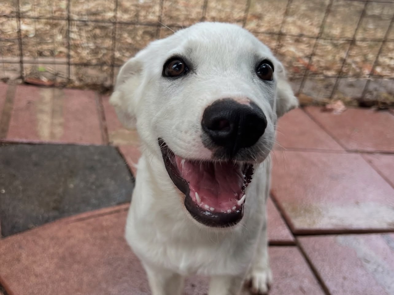 Adotta il cane Tommy a Rieti