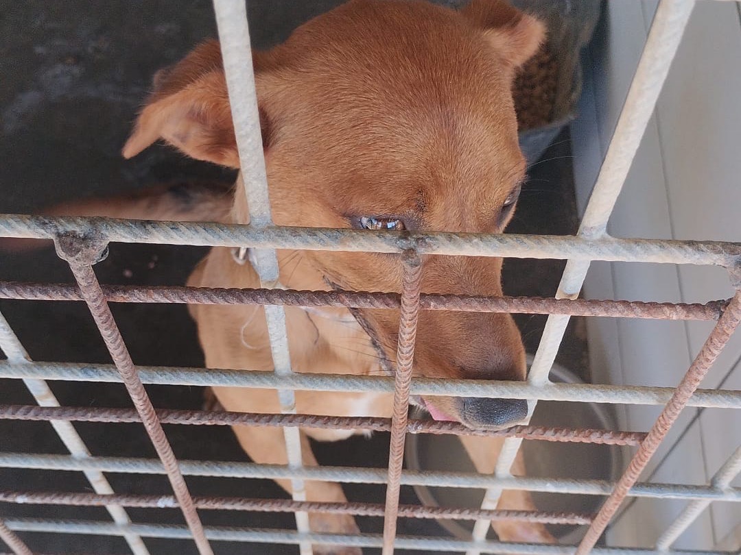 Adotta un cane, maschio, 1 anno e 1 mese, Frosinone