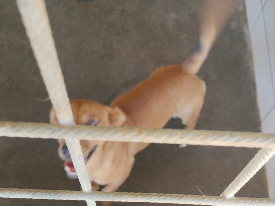 Adotta un cane, taglia piccola, maschio, Frosinone