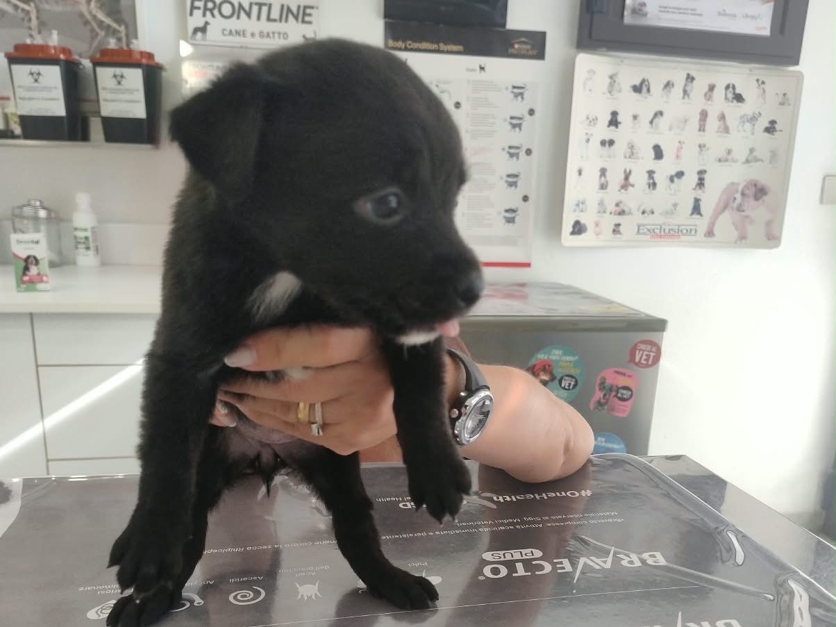 Adozione cane, femmina, Razza sconosciuta Razza sconosciuta, 1 mese, taglia piccola, Siracusa