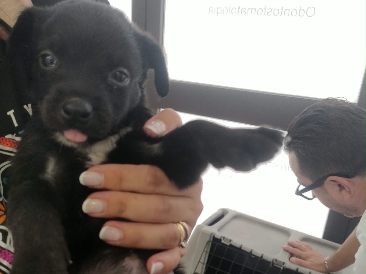 Adotta un cane, femmina, 1 mese, Siracusa