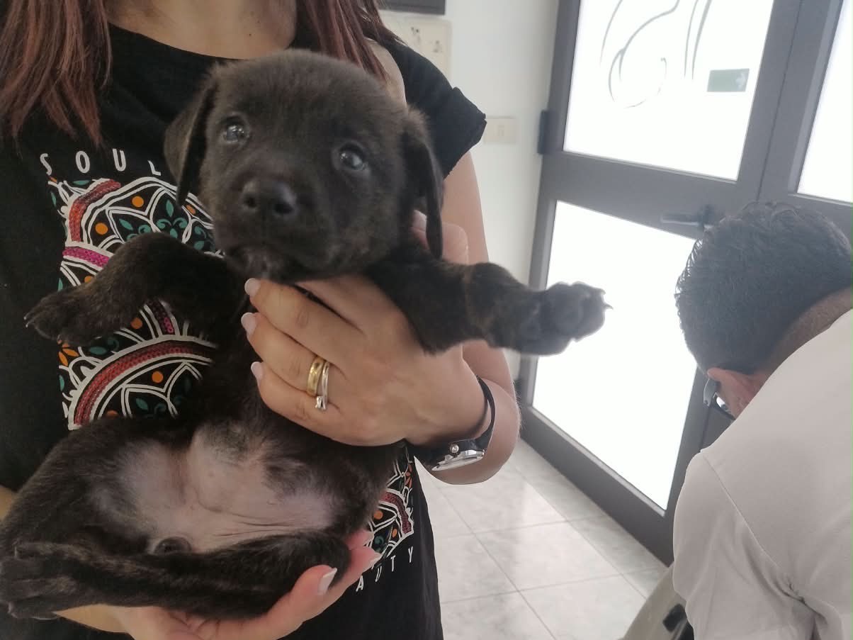 Adotta un cane, femmina, 1 mese, Siracusa