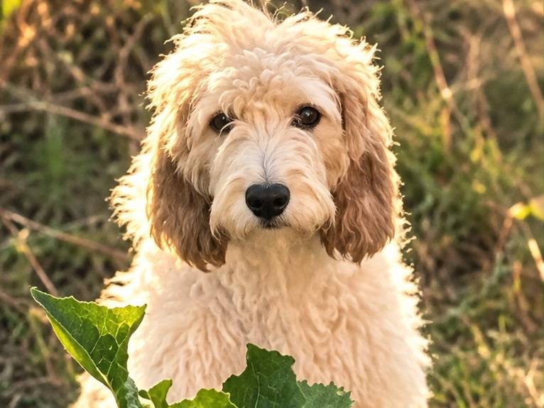 Adozione cane, femmina, Razza sconosciuta Razza sconosciuta, 2 anni e 8 mesi, taglia media, Rieti