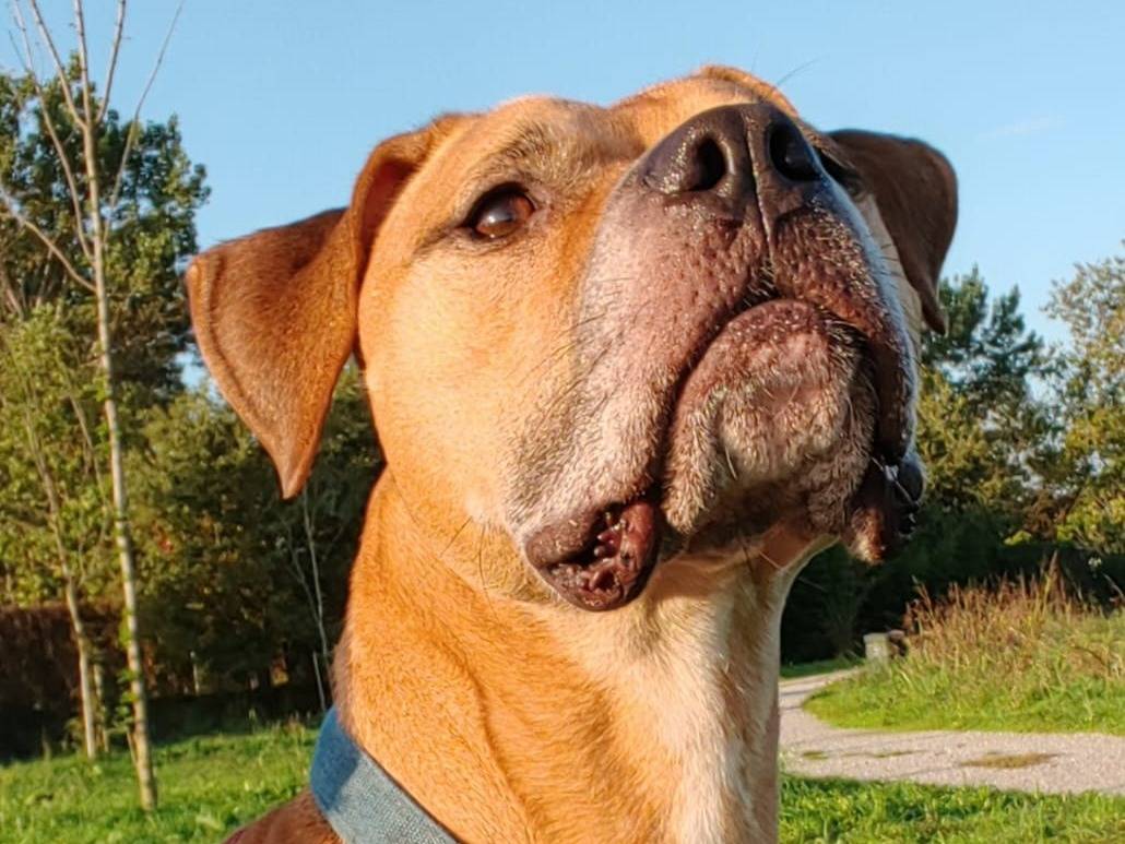 Adozione cane, maschio, Pitbull Razza sconosciuta, 7 anni e 3 mesi, taglia grande, Milano