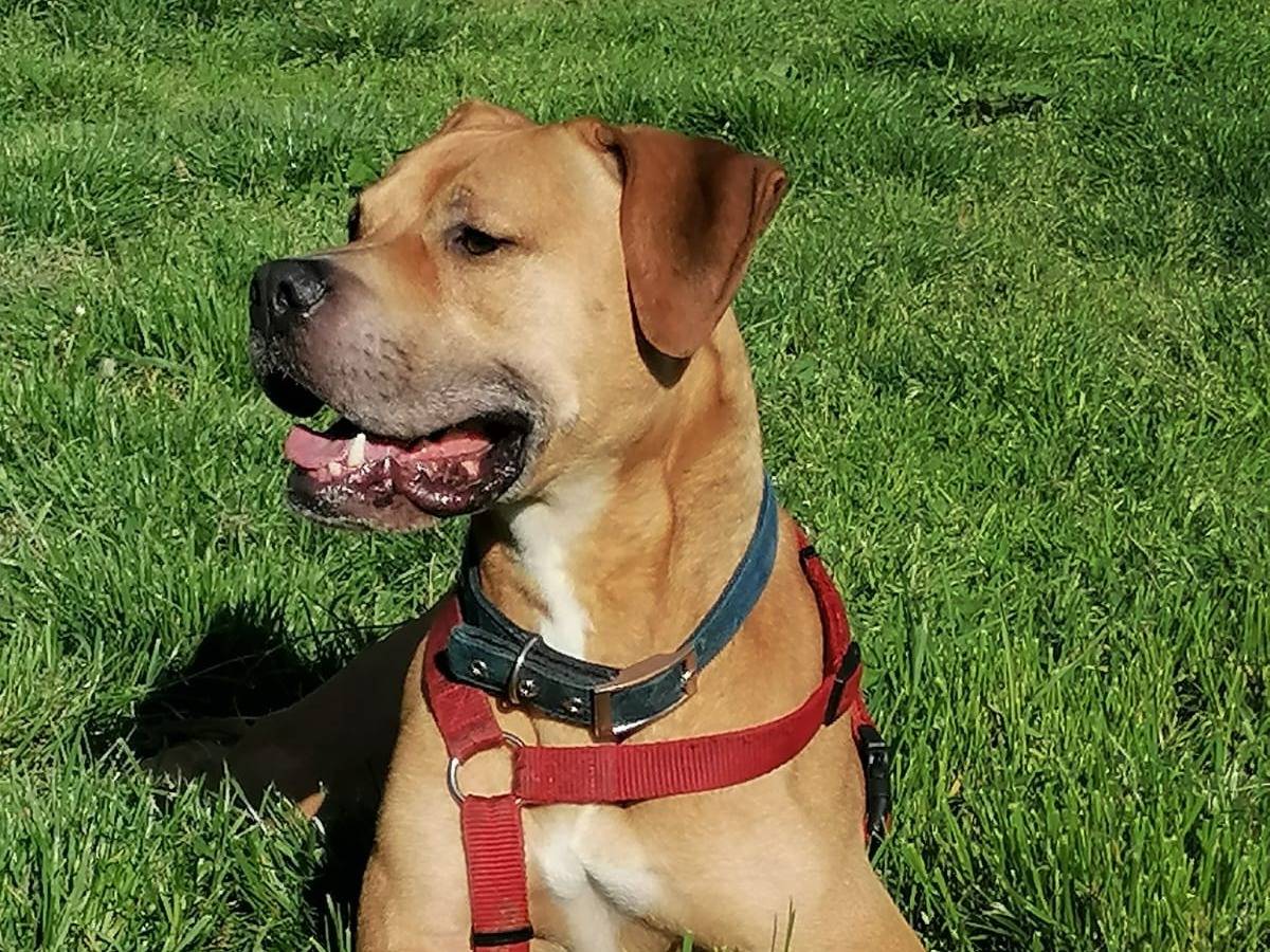Adotta un cane, maschio, 7 anni e 3 mesi, Milano