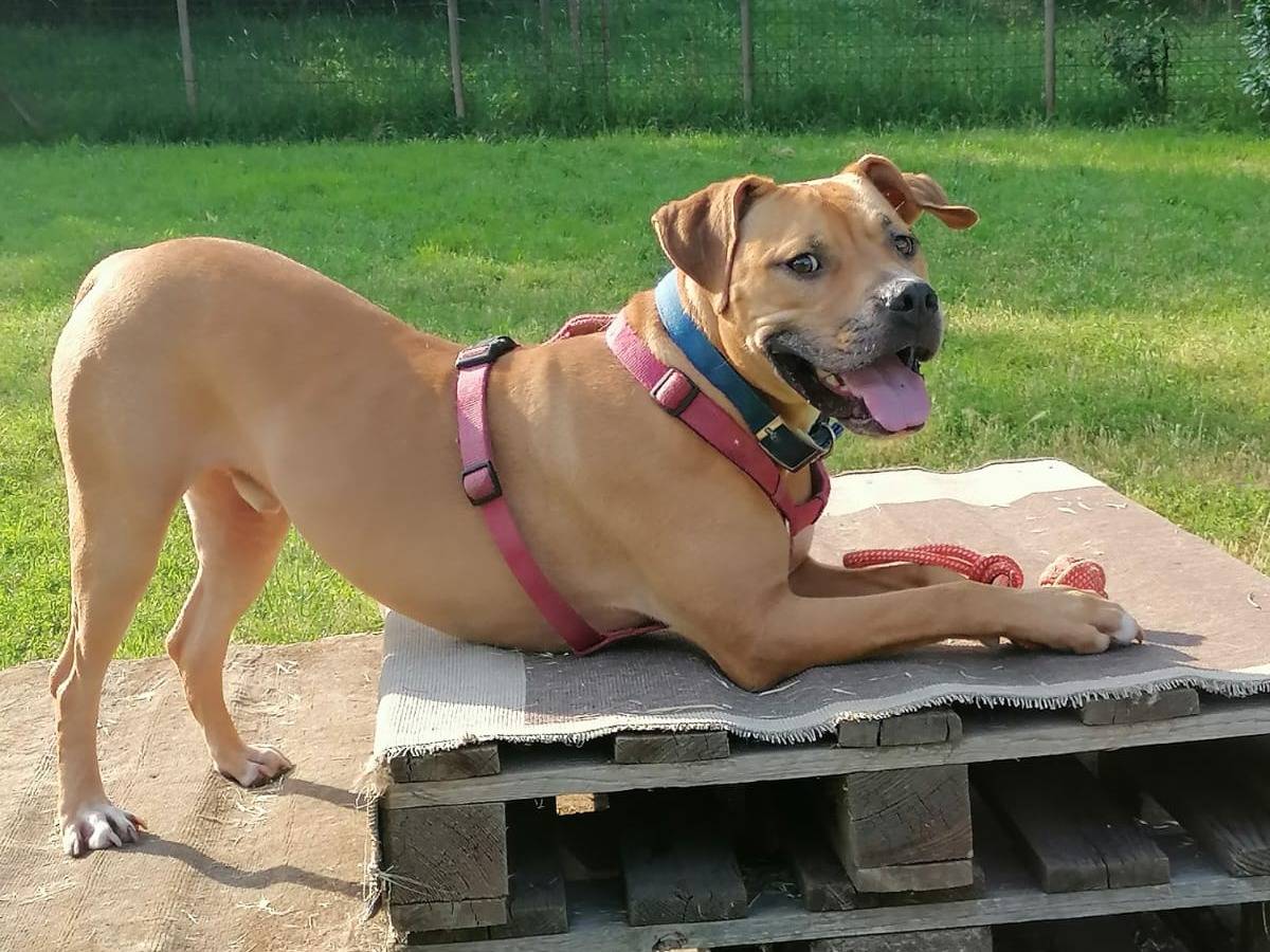 Adotta un cane, taglia grande, maschio, Milano