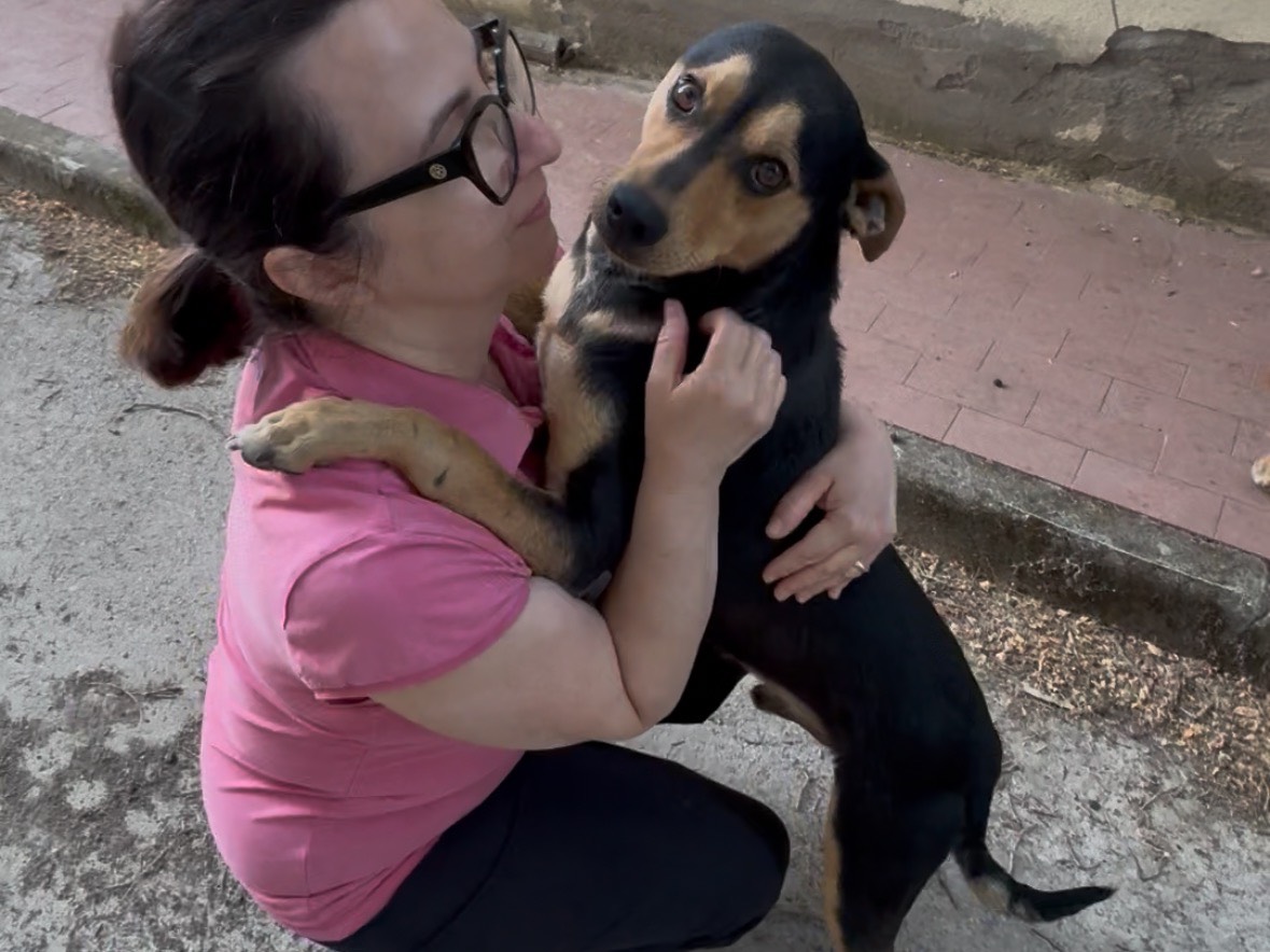 Adozione cane, maschio, Razza sconosciuta Razza sconosciuta, 1 anno e 10 mesi, taglia media contenuta, Potenza