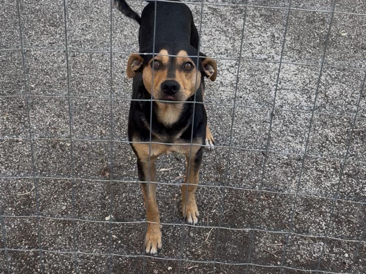 Adotta un cane, maschio, 1 anno e 10 mesi, Potenza