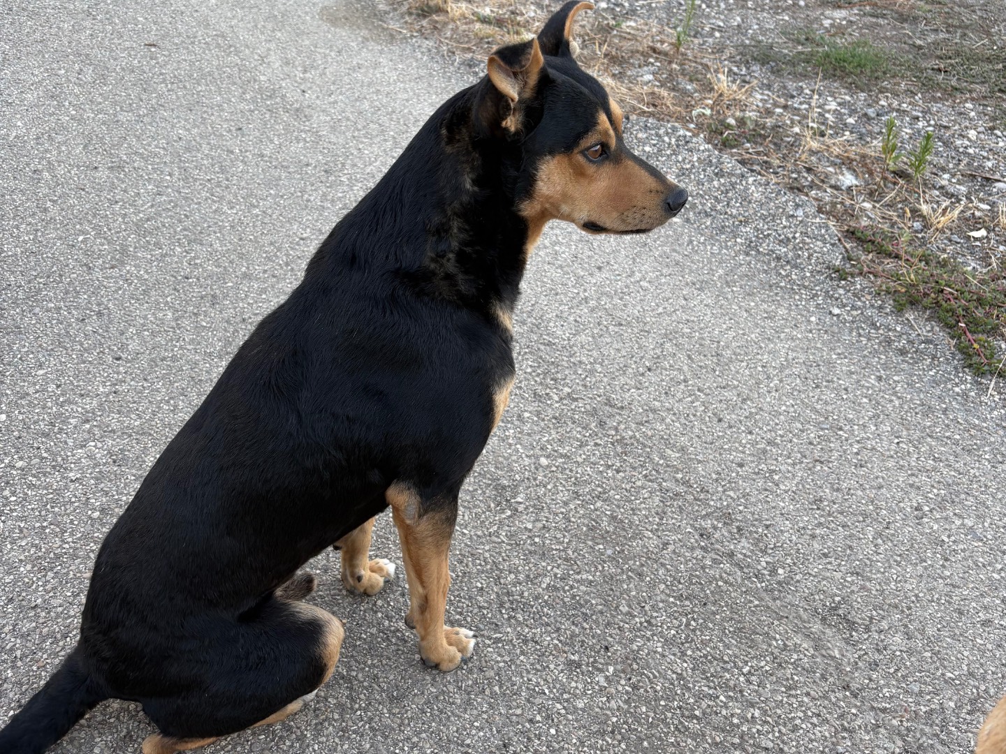 Adotta un cane, taglia media contenuta, maschio, Potenza