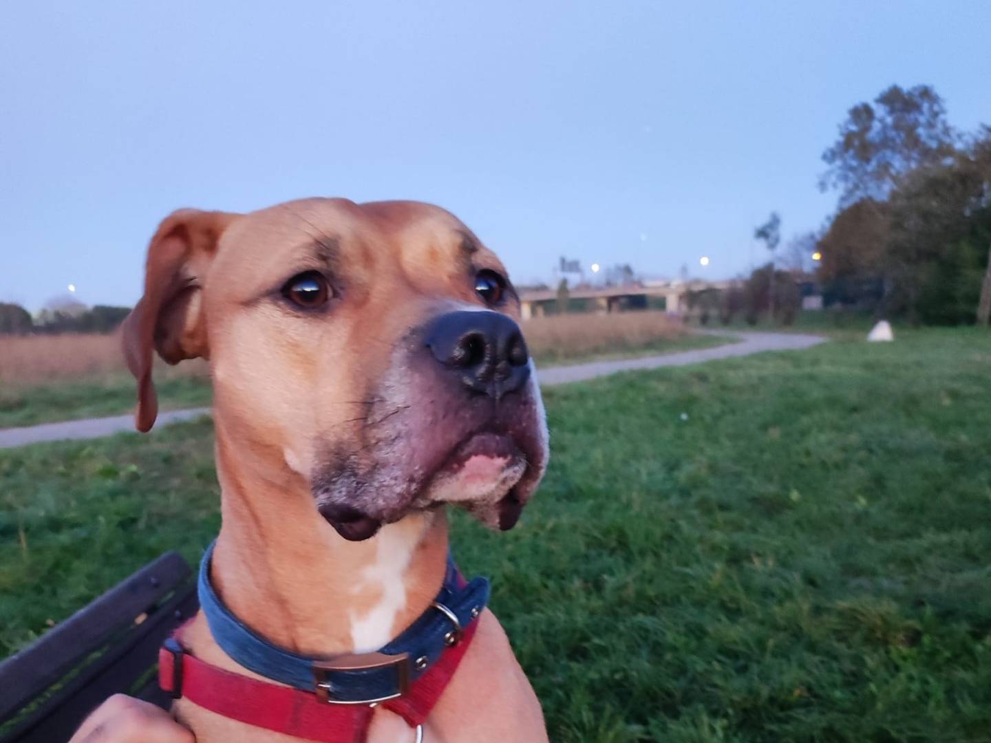 Adotta il cane Hammer a Milano