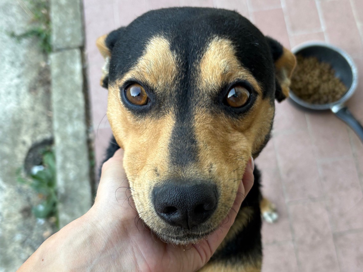 Vuoi adottare un cane a Potenza?