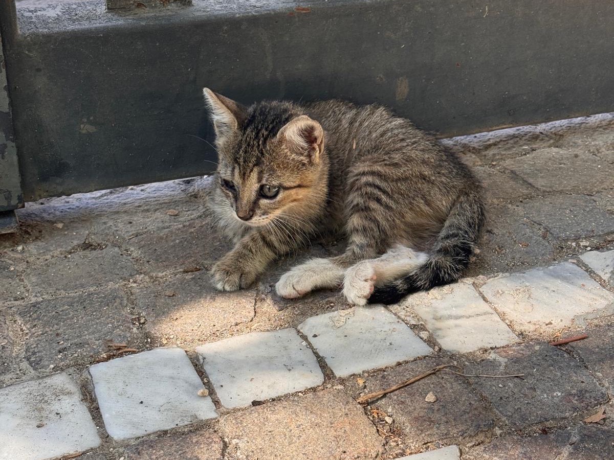Adozione gatto, maschio, Razza sconosciuta Razza sconosciuta, 1 mese, taglia non valida, Napoli