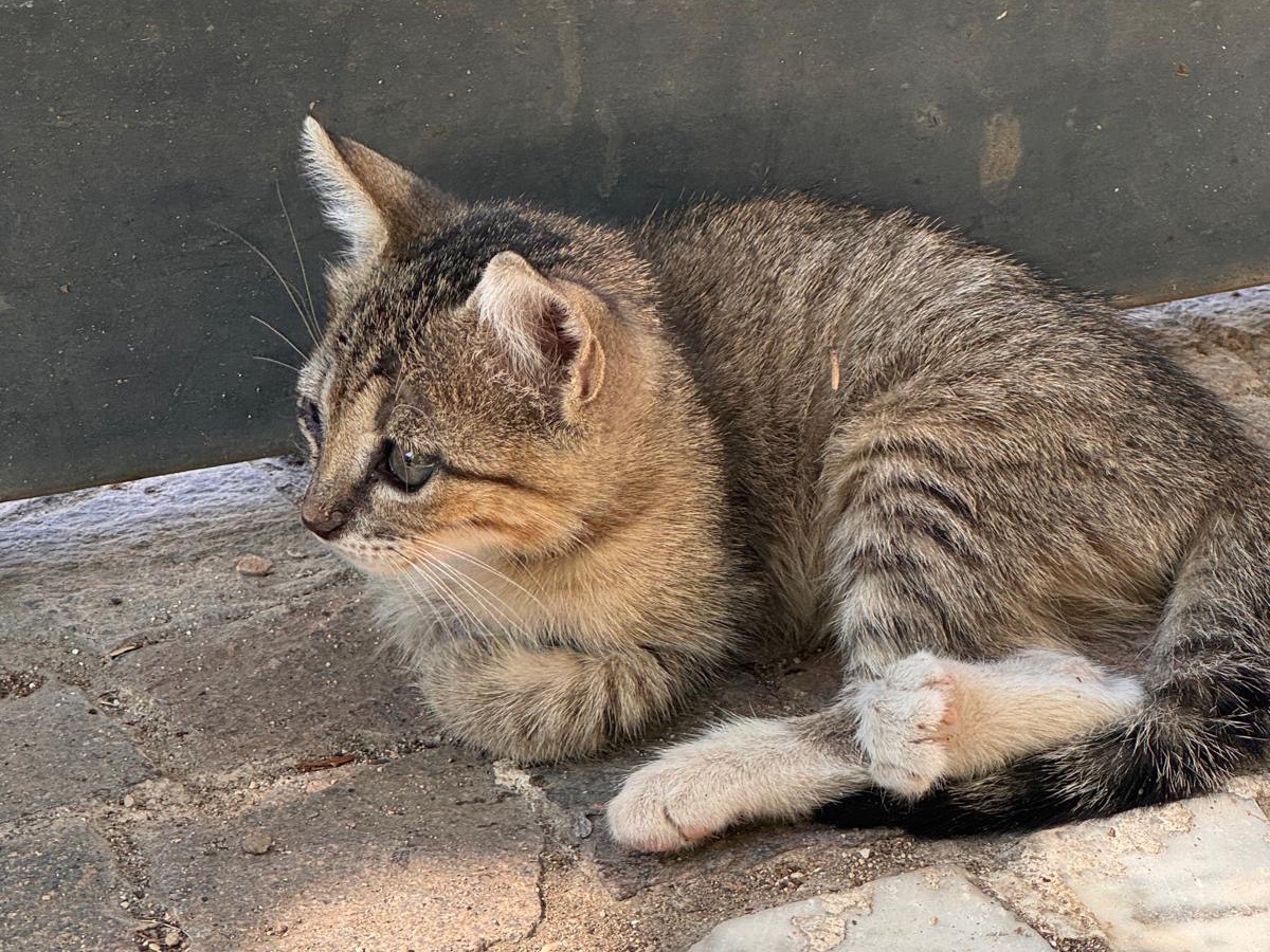 Adotta un gatto, maschio, 1 mese, Napoli
