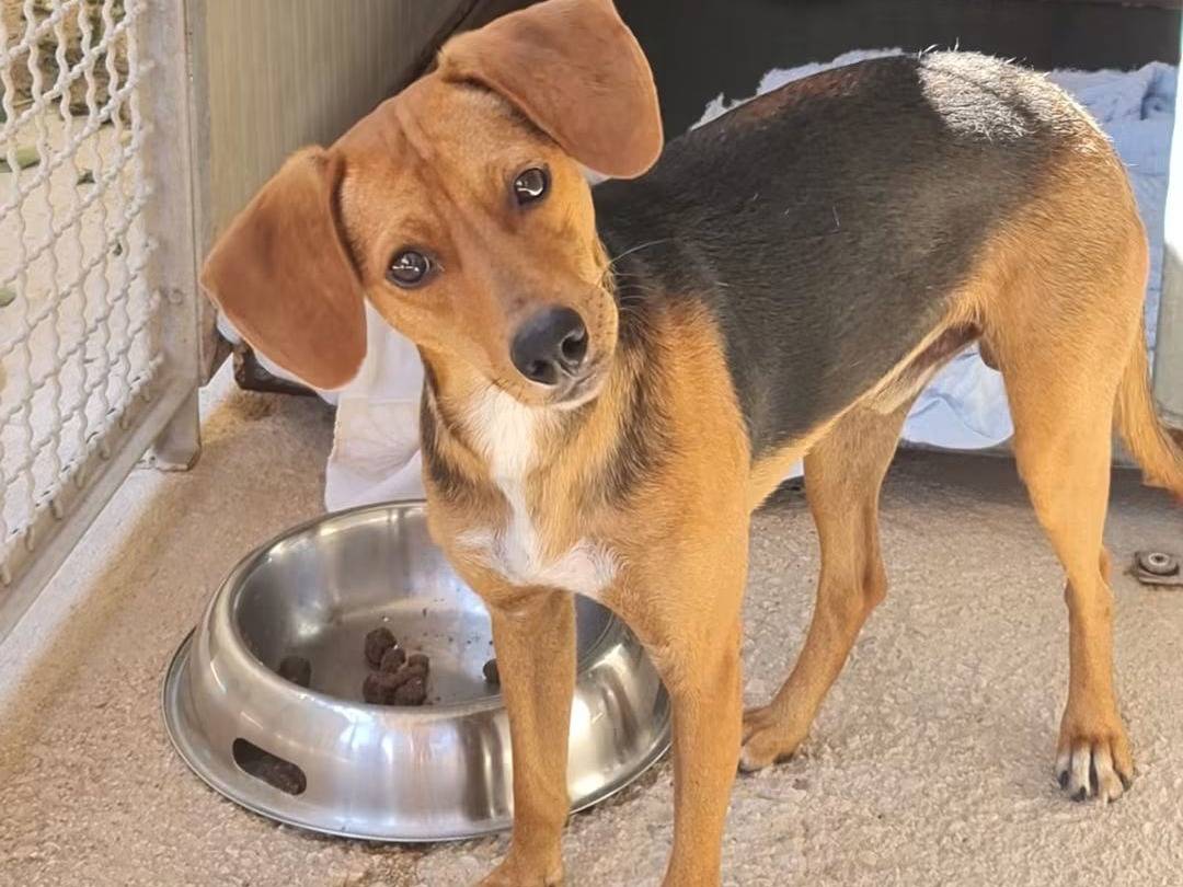 Adozione cane, maschio, Razza sconosciuta Razza sconosciuta, 1 anno, taglia piccola, Trapani