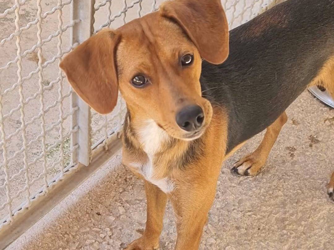 Adotta un cane, maschio, 1 anno, Trapani