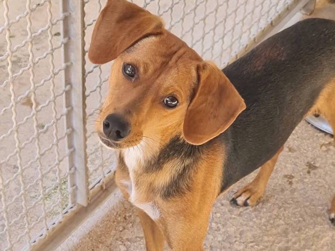 Adotta un cane, taglia piccola, maschio, Trapani