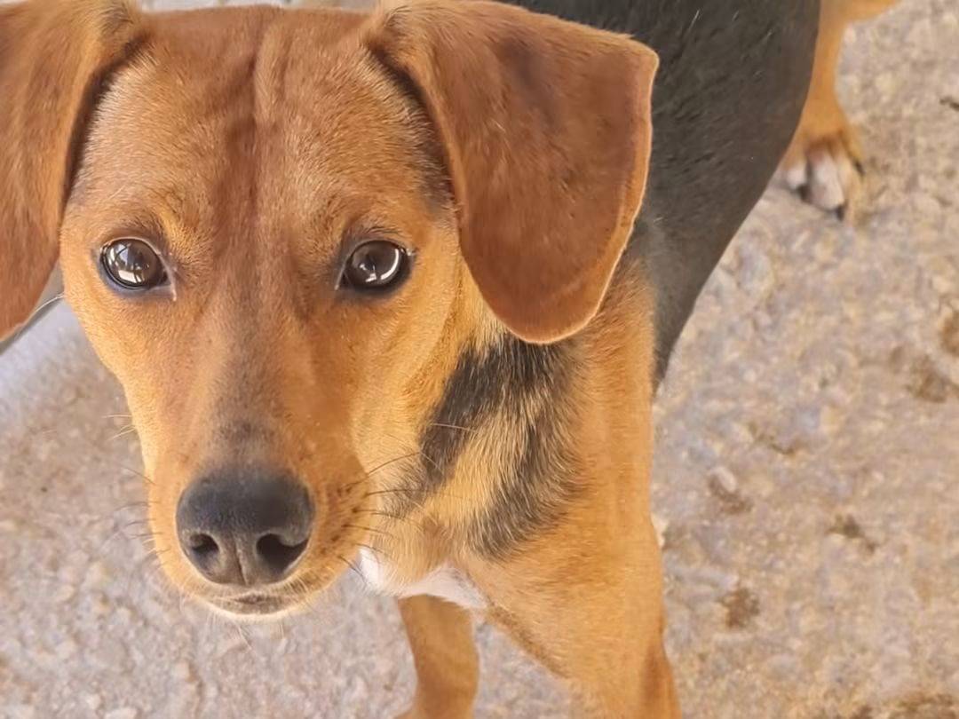 Vuoi adottare un cane a Trapani?