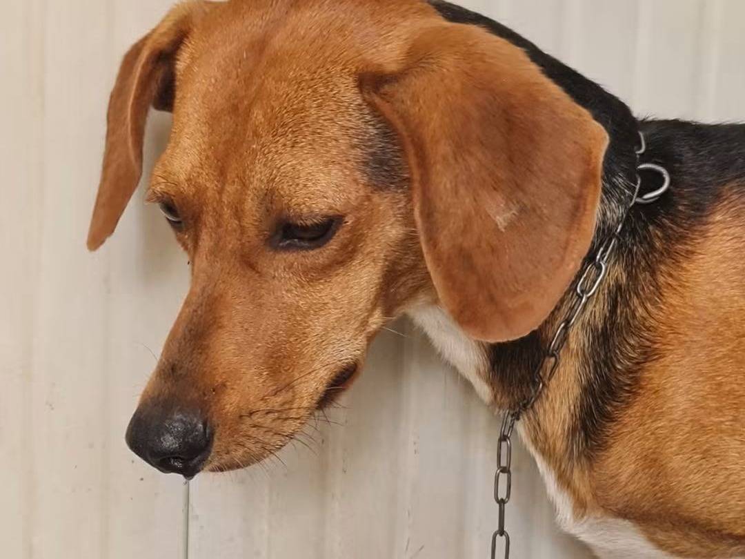Adotta il cane Pepo a Trapani