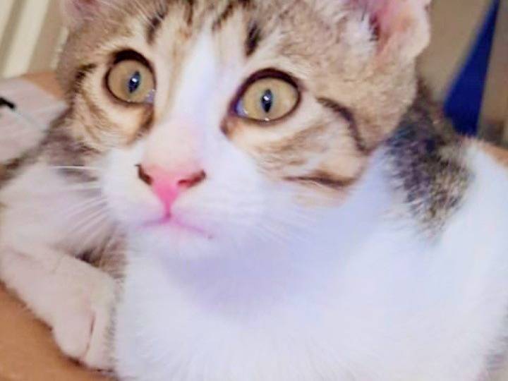 Adotta un gatto, maschio, 2 mesi, Pisa