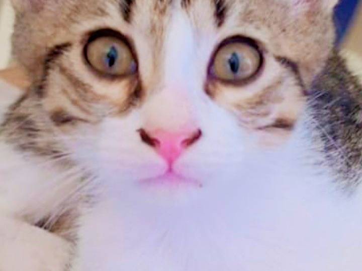 Adotta un gatto, taglia non valida, maschio, Pisa