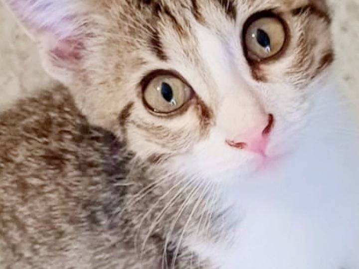 Vuoi adottare un gatto a Pisa?
