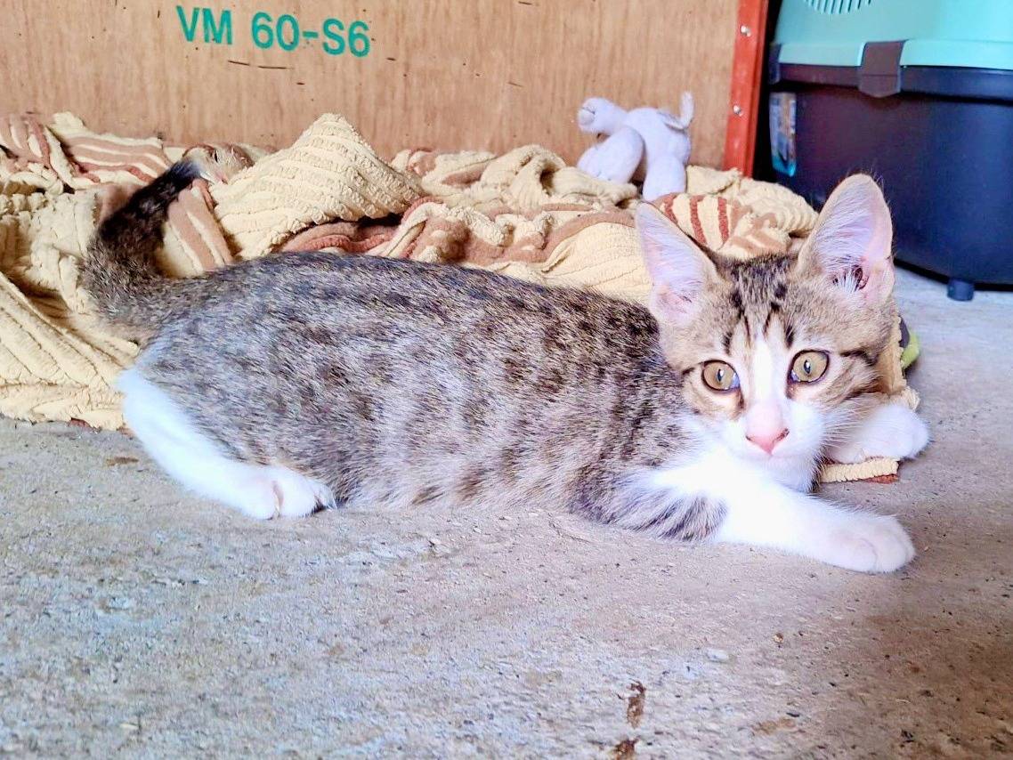 Adotta il gatto REMI  a Pisa