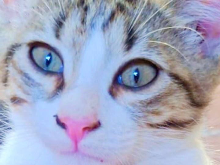 Adozione gatto, maschio, Razza sconosciuta Razza sconosciuta, 2 mesi, taglia non valida, Pisa