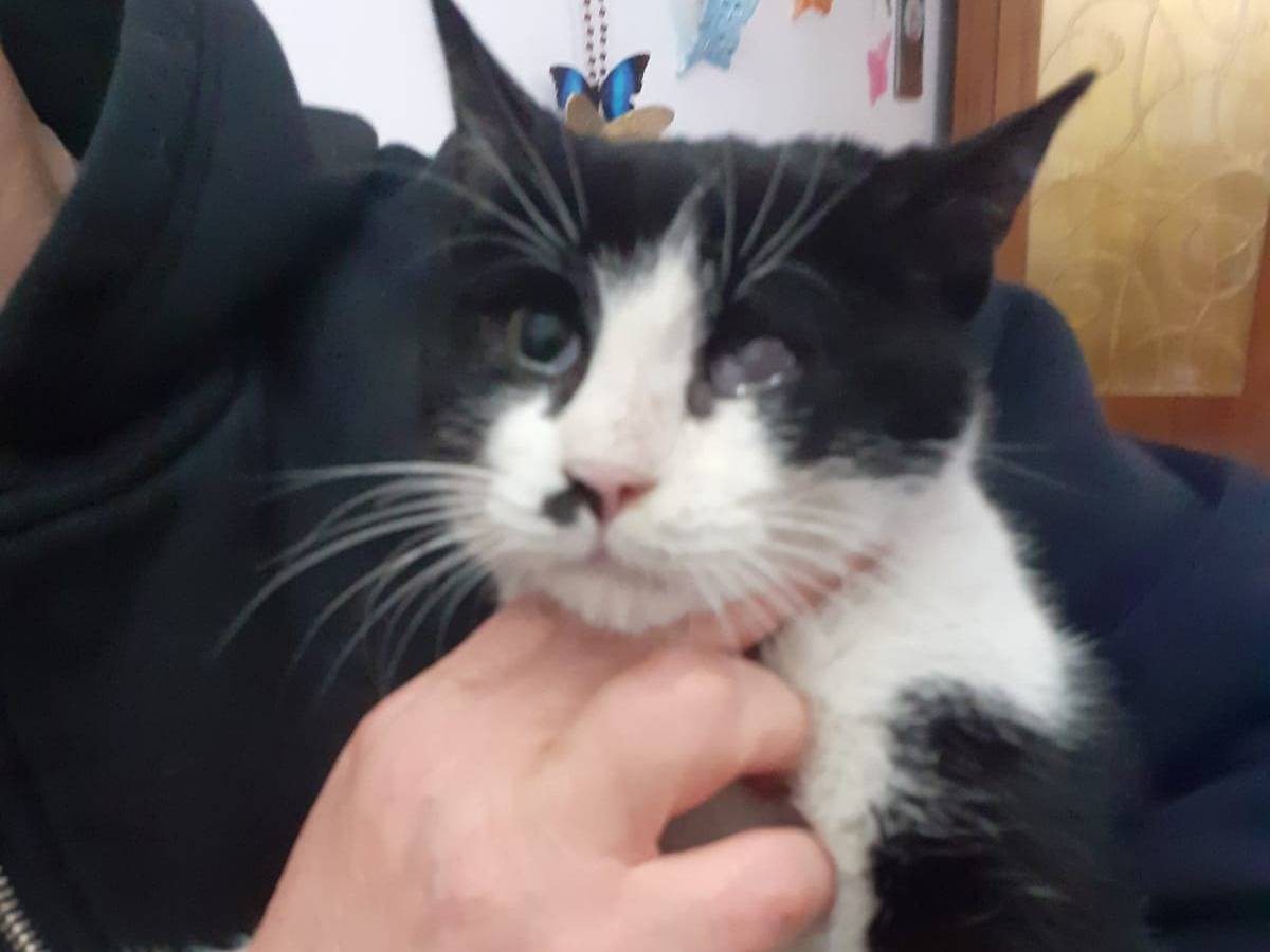 Adotta un gatto, taglia non valida, femmina, Milano