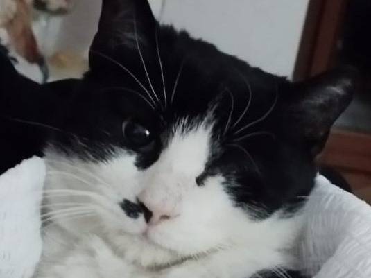 Adotta il gatto Fruttella a Milano