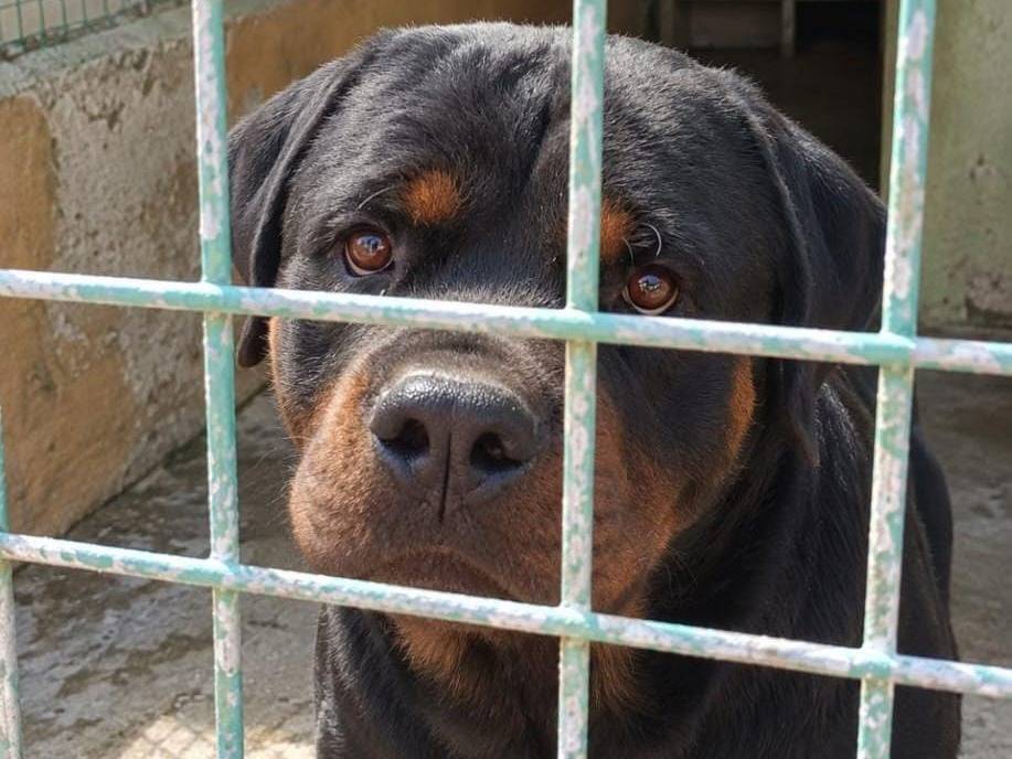 Adozione cane, maschio, Rottweiler Razza sconosciuta, 3 anni e 1 mese, taglia grande, Arezzo