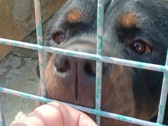 Adotta un cane, maschio, 3 anni e 1 mese, Arezzo