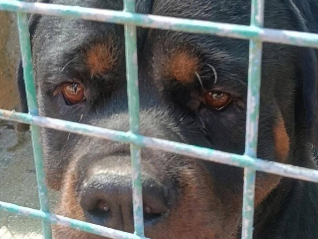 Adotta un cane, taglia grande, maschio, Arezzo