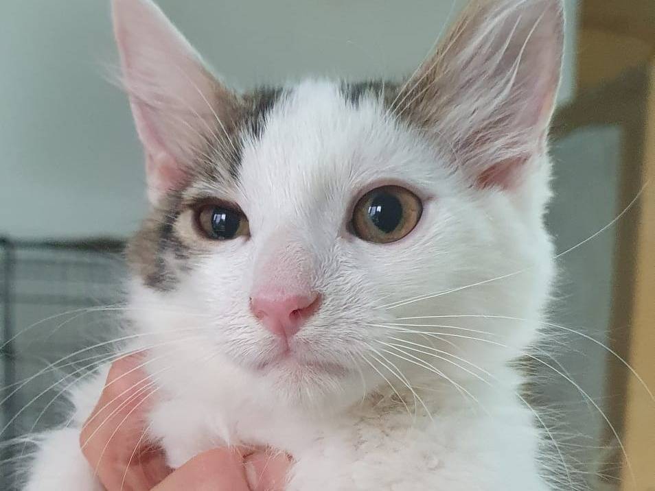Adozione gatto, maschio, Razza sconosciuta Razza sconosciuta, 4 mesi, taglia non valida, Brescia