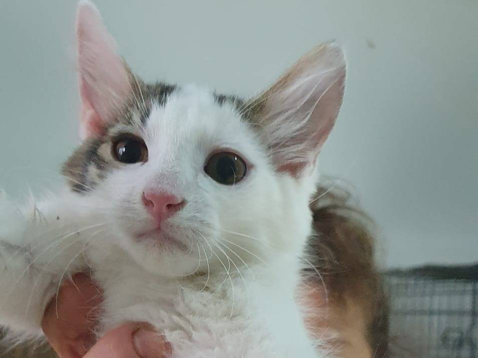 Adotta un gatto, maschio, 4 mesi, Brescia