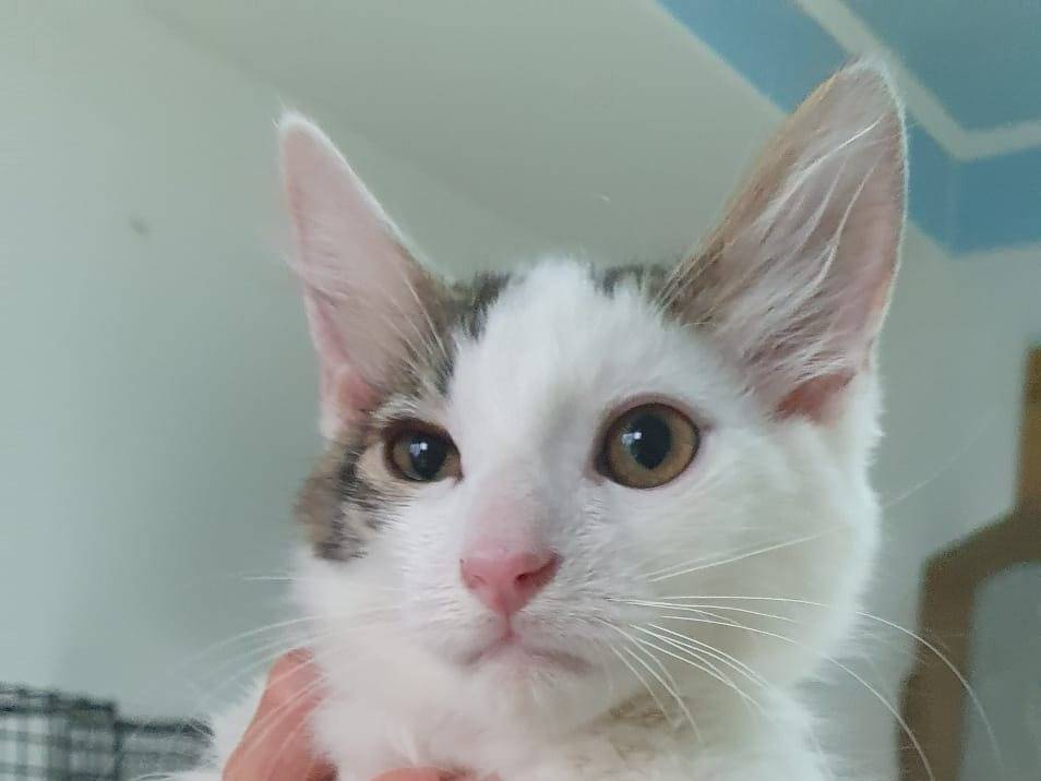Adotta un gatto, taglia non valida, maschio, Brescia