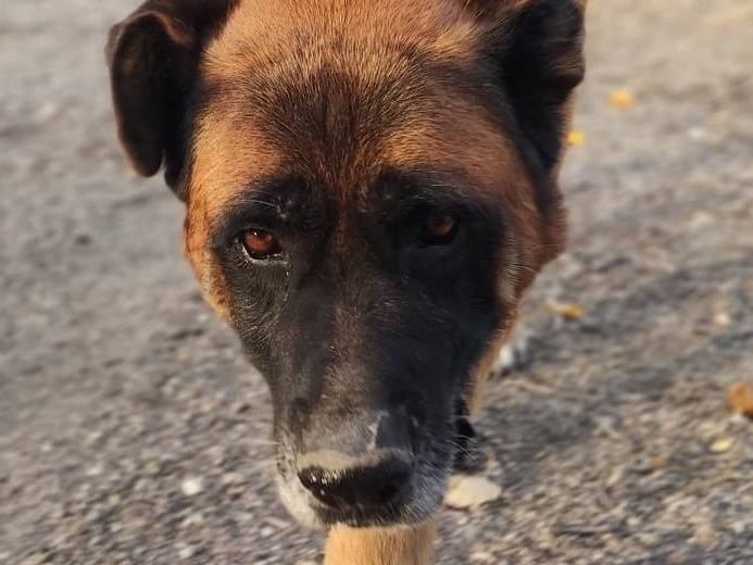 Adozione cane, maschio, Razza sconosciuta Razza sconosciuta, 12 anni e 8 mesi, taglia gigante, Mantova