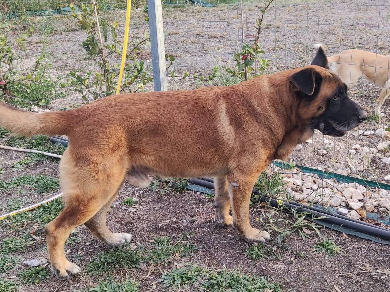 Adotta un cane, taglia gigante, maschio, Mantova