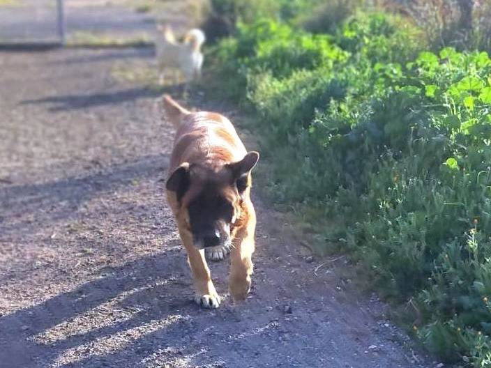 Adotta il cane Tyson a Mantova