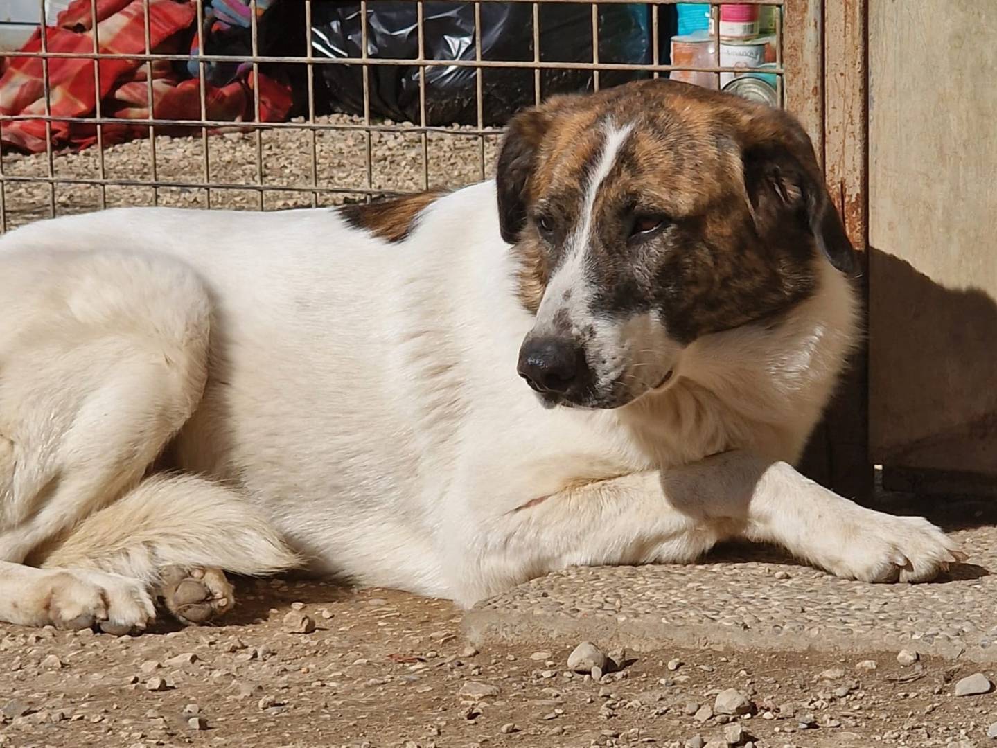Adozione cane, femmina, Razza sconosciuta Razza sconosciuta, 9 anni e 8 mesi, taglia media, Pordenone