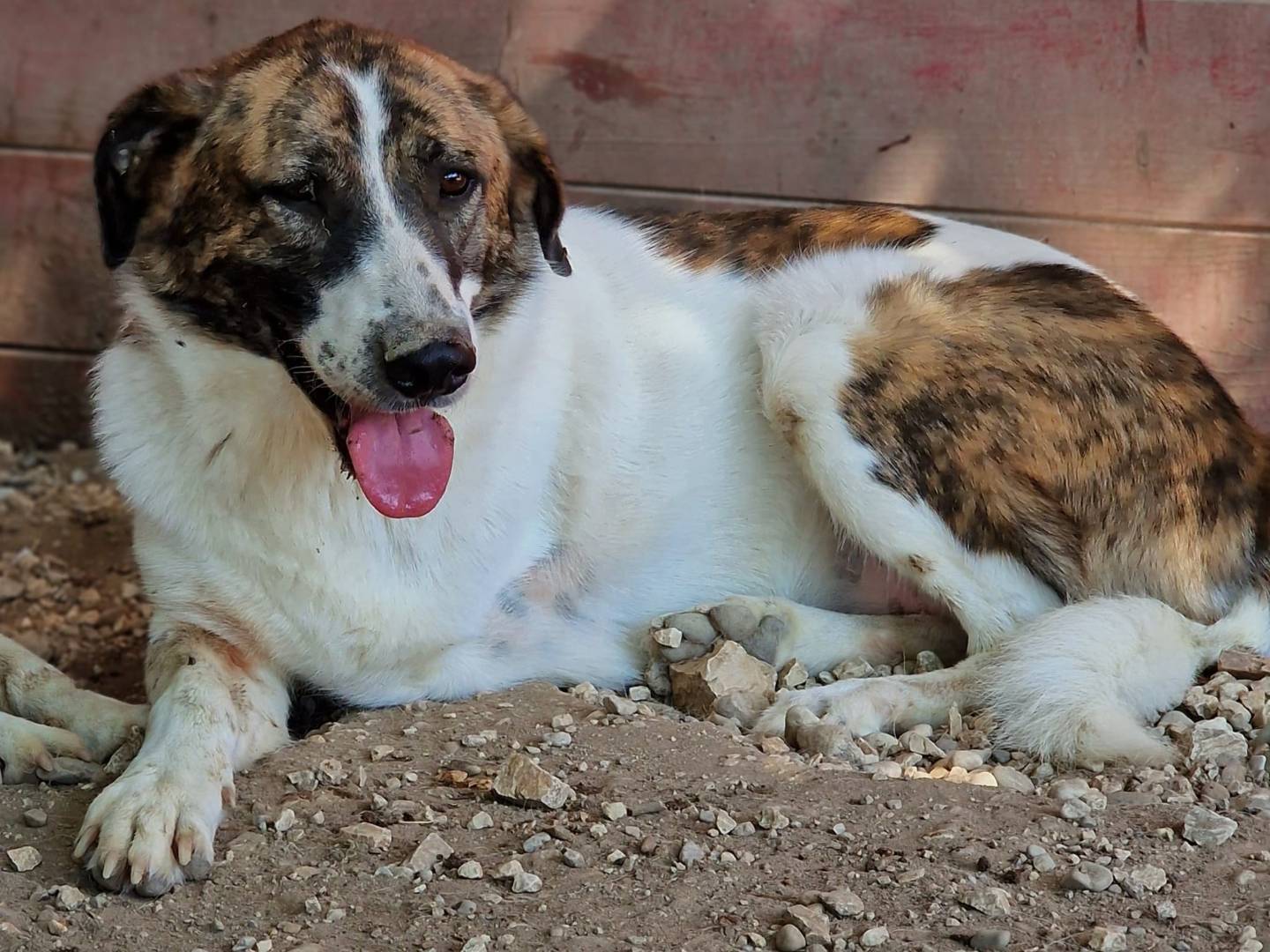 Adotta un cane, femmina, 9 anni e 8 mesi, Pordenone